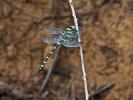 Cordulégastre annelé Cordulegaster boltonii boltonii (Donovan, 1807)