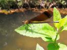 Caloptéryx hémorroïdal Calopteryx haemorrhoidalis (Vander Linden, 1825)