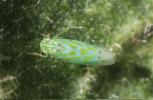  Micantulina stigmatipennis (Mulsant & Rey, 1855)
