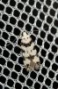  Pseudotelphusa scalella (Scopoli, 1763)