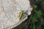  Saperda scalaris (Linnaeus, 1758)