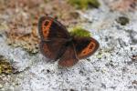 Moiré automnal (Le) Erebia neoridas (Boisduval, 1828)