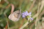 Moiré automnal (Le) Erebia neoridas (Boisduval, 1828)