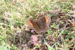 Moiré automnal (Le) Erebia neoridas (Boisduval, 1828)