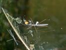Hydromètre stagnant, Hydromètre des étangs Hydrometra stagnorum (Linnaeus, 1758)