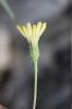 Liondent de Villars Leontodon hirtus L., 1759