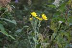 Épervière lisse Hieracium laevigatum Willd., 1803