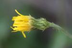 Épervière lisse Hieracium laevigatum Willd., 1803