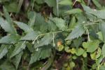 Épervière lisse Hieracium laevigatum Willd., 1803