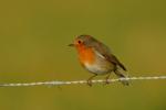 Rougegorge familier Erithacus rubecula (Linnaeus, 1758)
