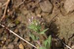 Trèfle de Cherler Trifolium cherleri L., 1755