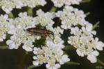  Oedemera barbara (Fabricius, 1792)