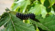 Petit Paon de Nuit (Le) Saturnia pavonia (Linnaeus, 1758)