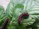 Petit Paon de Nuit (Le) Saturnia pavonia (Linnaeus, 1758)