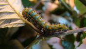 Petit Paon de Nuit (Le) Saturnia pavonia (Linnaeus, 1758)