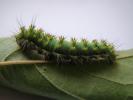 Petit Paon de Nuit (Le) Saturnia pavonia (Linnaeus, 1758)