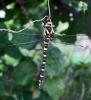 Cordulégastre annelé Cordulegaster boltonii boltonii (Donovan, 1807)