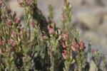 Sainfoin couchée, Esparcette couchée Onobrychis supina (Chaix ex Vill.) DC., 1805
