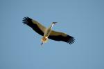 Cigogne blanche Ciconia ciconia (Linnaeus, 1758)