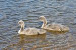 Cygne noir Cygnus atratus (Latham, 1790)
