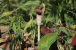 Gouet à capuchon, Capuchon-de-moine Arisarum vulgare O.Targ.Tozz., 1810