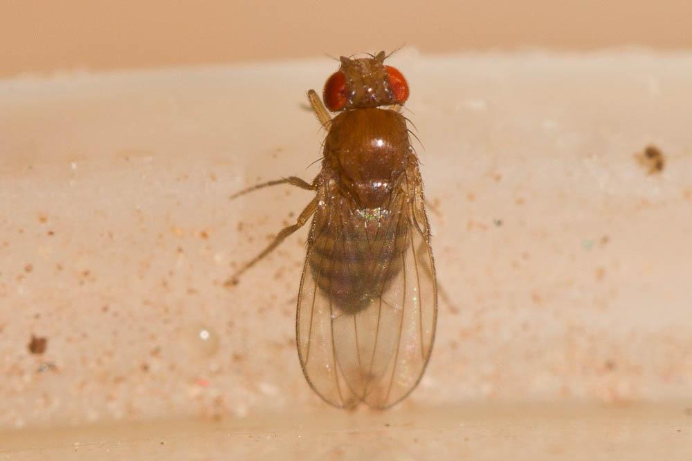 Drosophila histrio Meigen, 1830