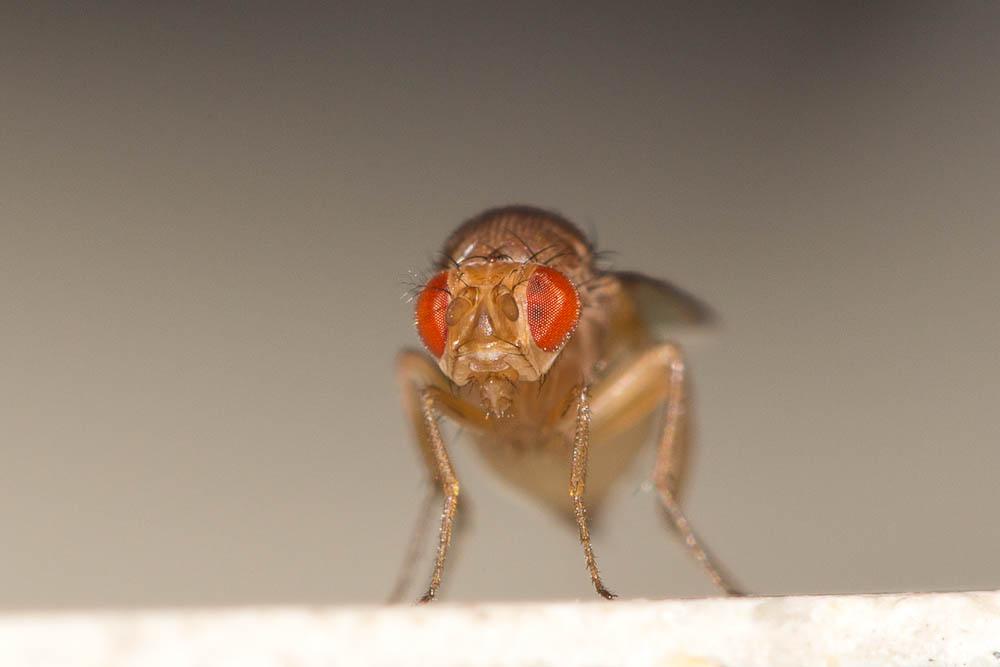 Drosophila histrio Meigen, 1830