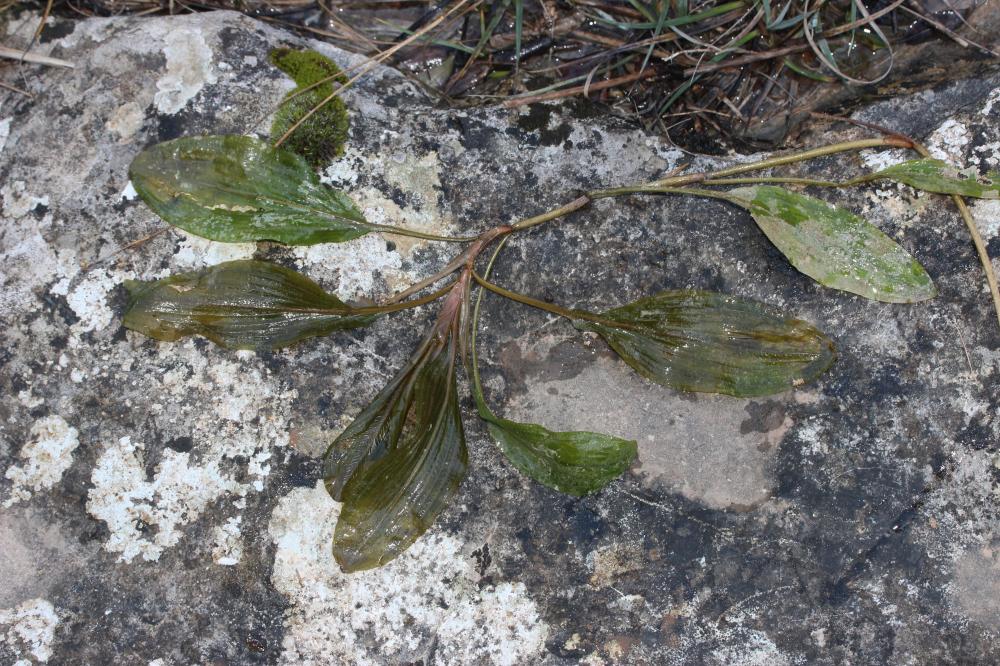 Potamot des tourbières alcalines, Potamot coloré, Potamogeton coloratus Hornem., 1813