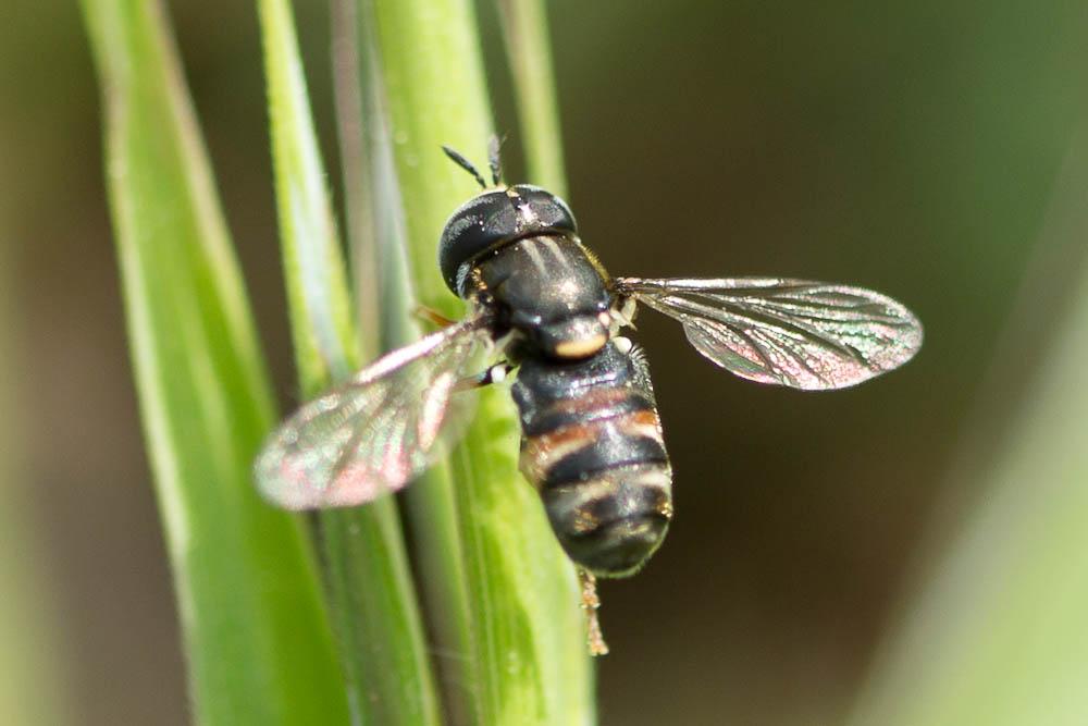 Paragus bicolor (Fabricius, 1794)