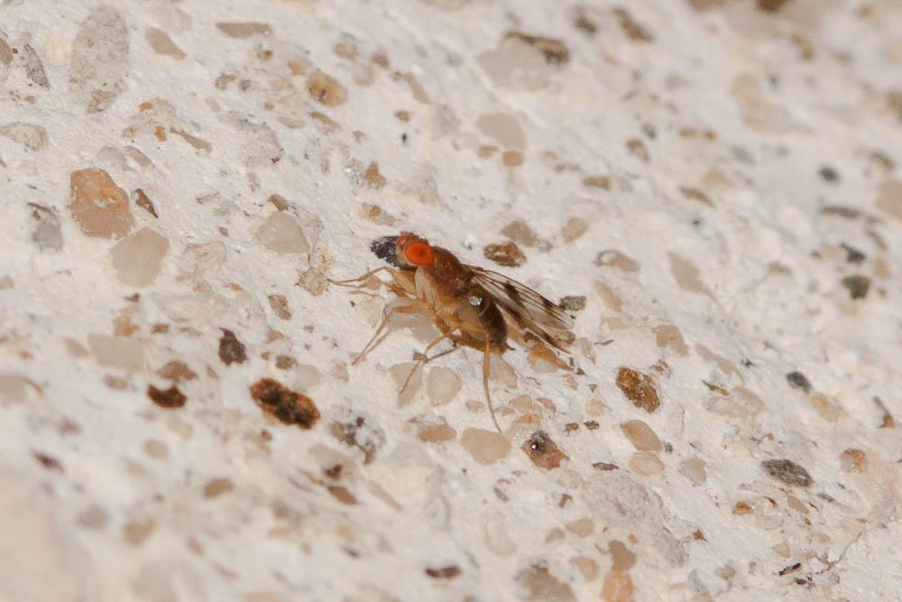 Chymomyza amoena (Loew, 1862)