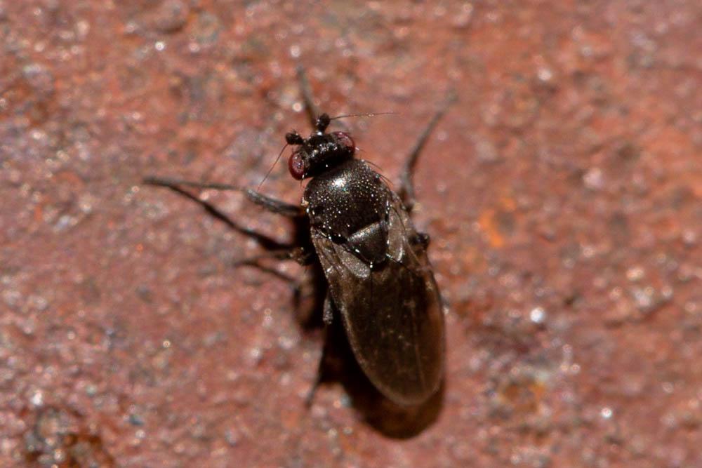 Spelobia Spuler, 1924
