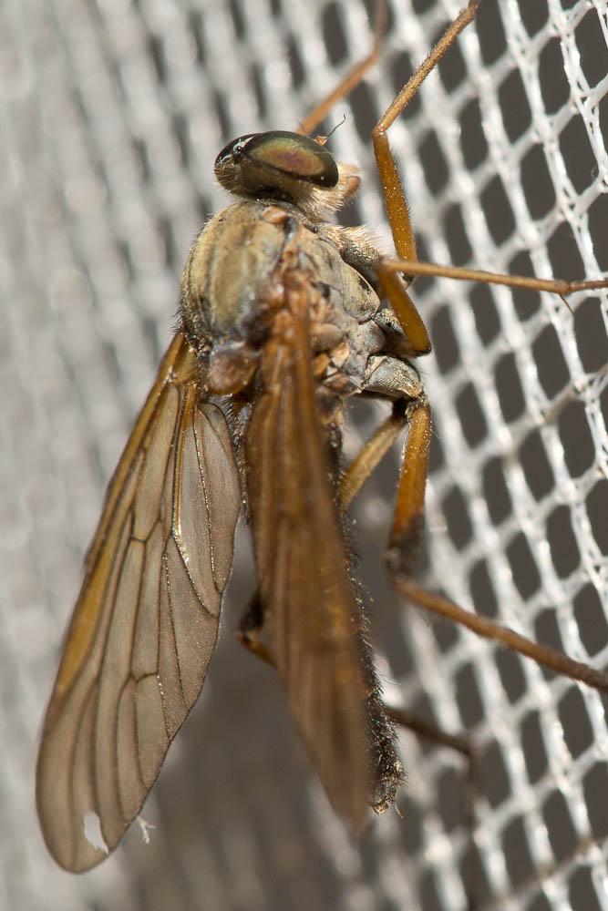  Rhagio tringarius (Linnaeus, 1758)