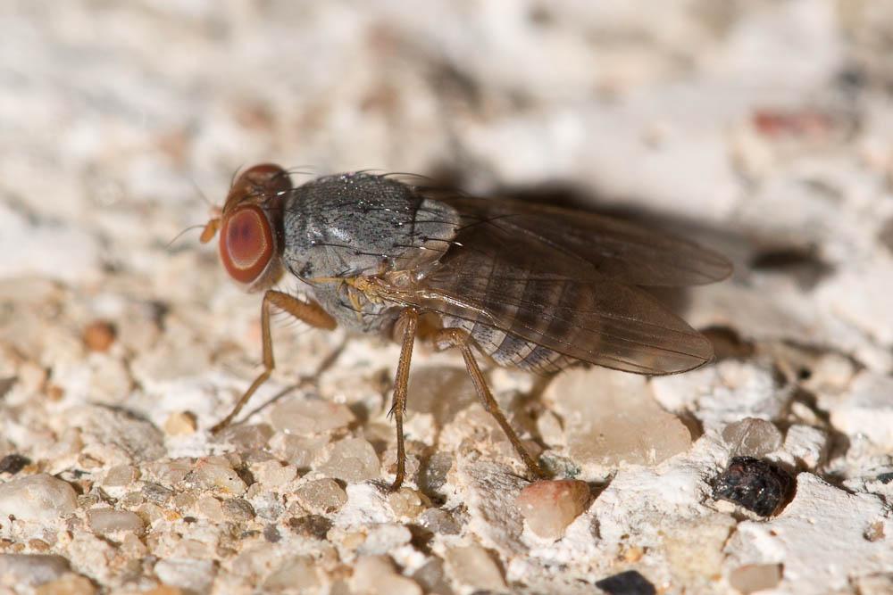 Prosopomyia pallida Loew, 1856