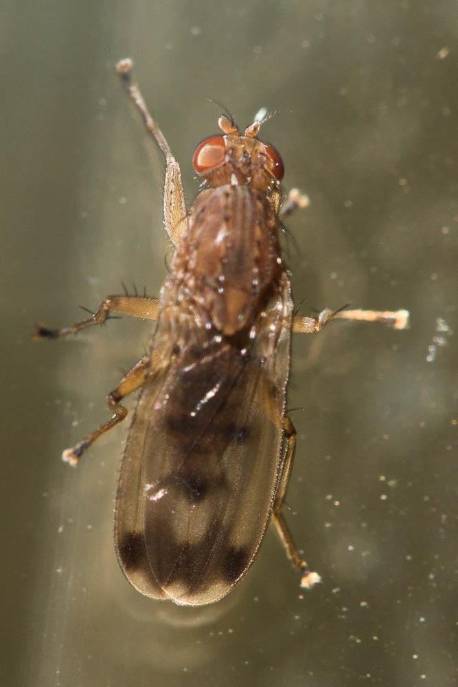  Suillia variegata (Loew, 1862)