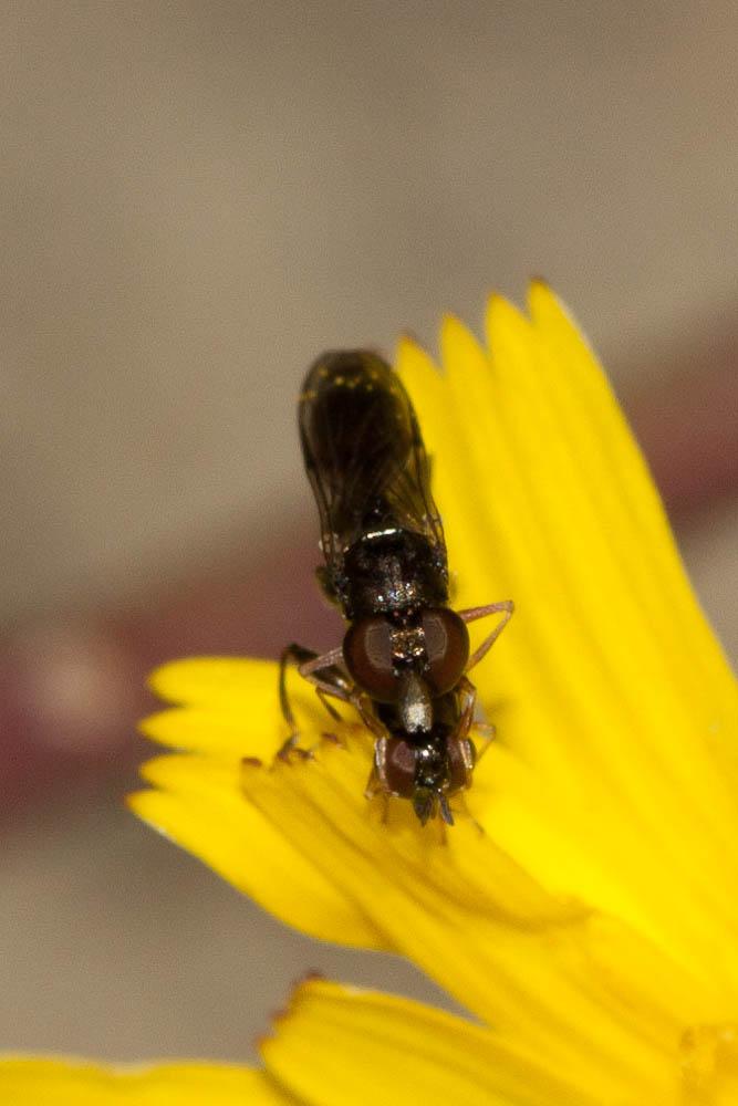 Syrphes Syrphidae Latreille, 1802