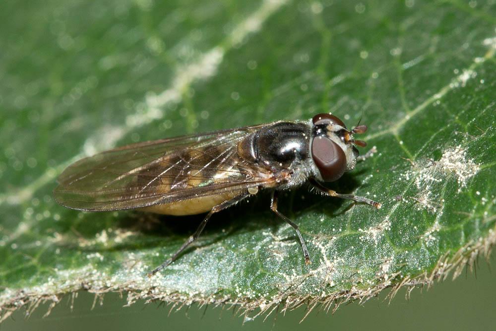Melanostoma Schiner, 1860