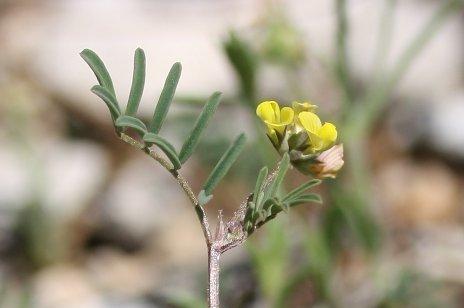 Fer à cheval cilié, Hippocrépis cilié Hippocrepis ciliata Willd., 1808