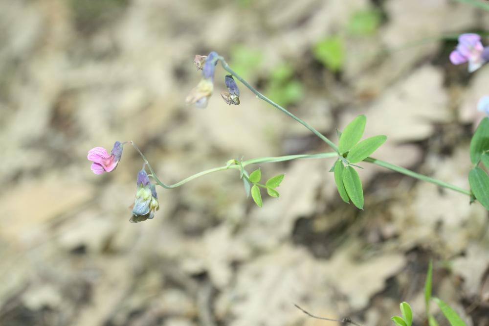 Gesse des montagnes, Gesse à feuilles de Lin Lathyrus linifolius (Reichard) Bässler, 1971