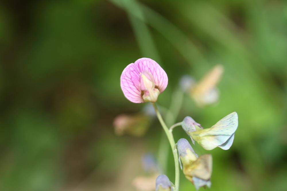 Gesse des montagnes, Gesse à feuilles de Lin Lathyrus linifolius (Reichard) Bässler, 1971