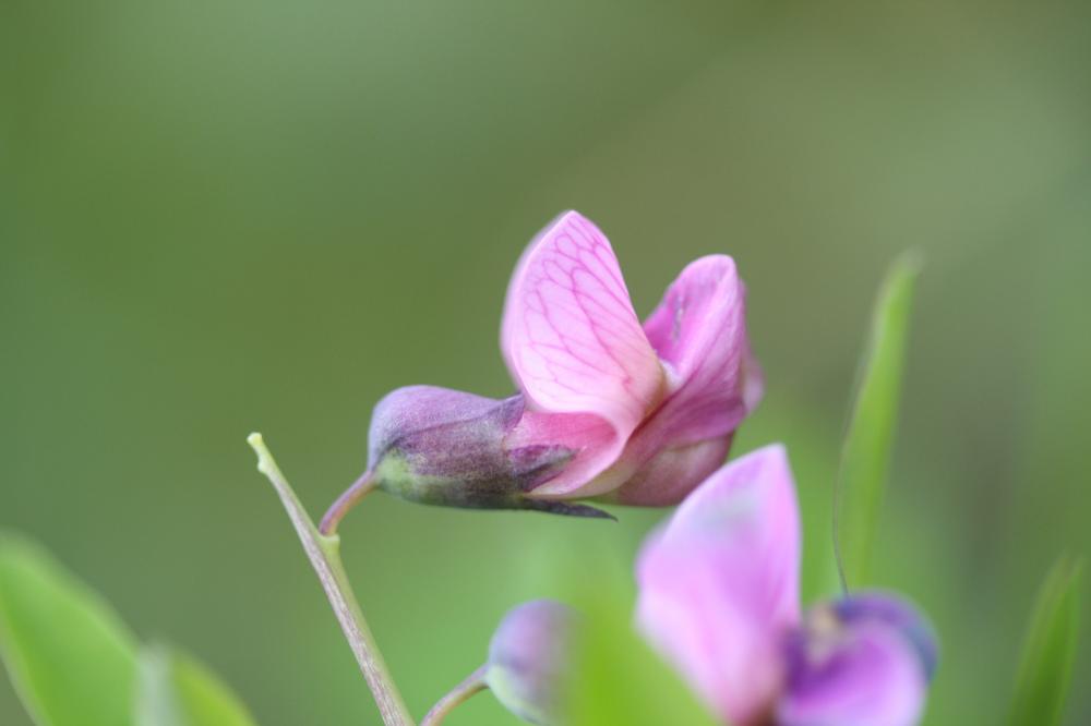 Gesse des montagnes, Gesse à feuilles de Lin Lathyrus linifolius (Reichard) Bässler, 1971