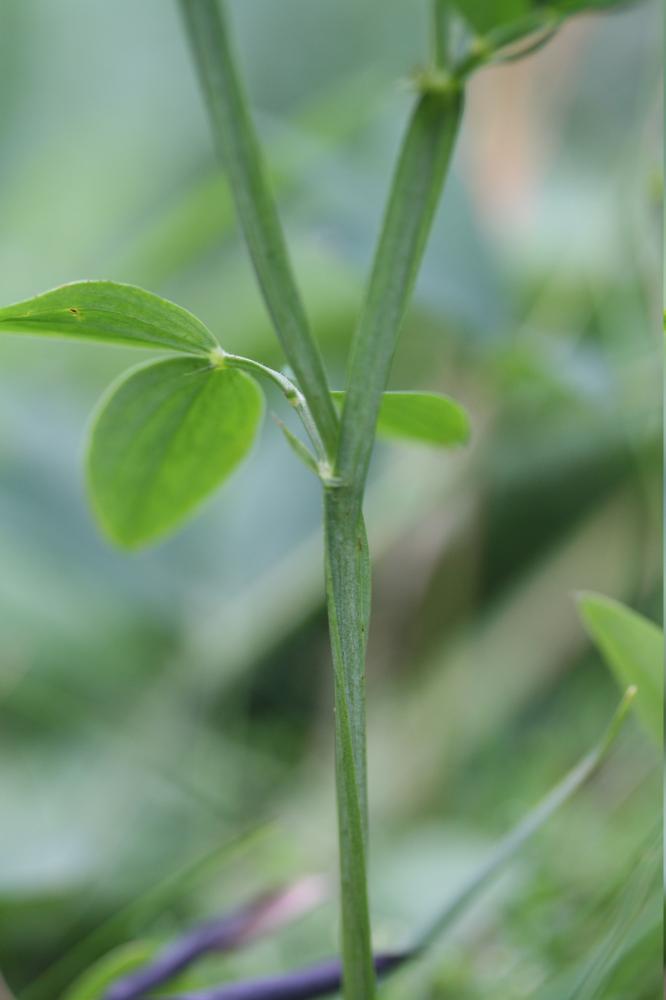 Gesse des montagnes, Gesse à feuilles de Lin Lathyrus linifolius (Reichard) Bässler, 1971