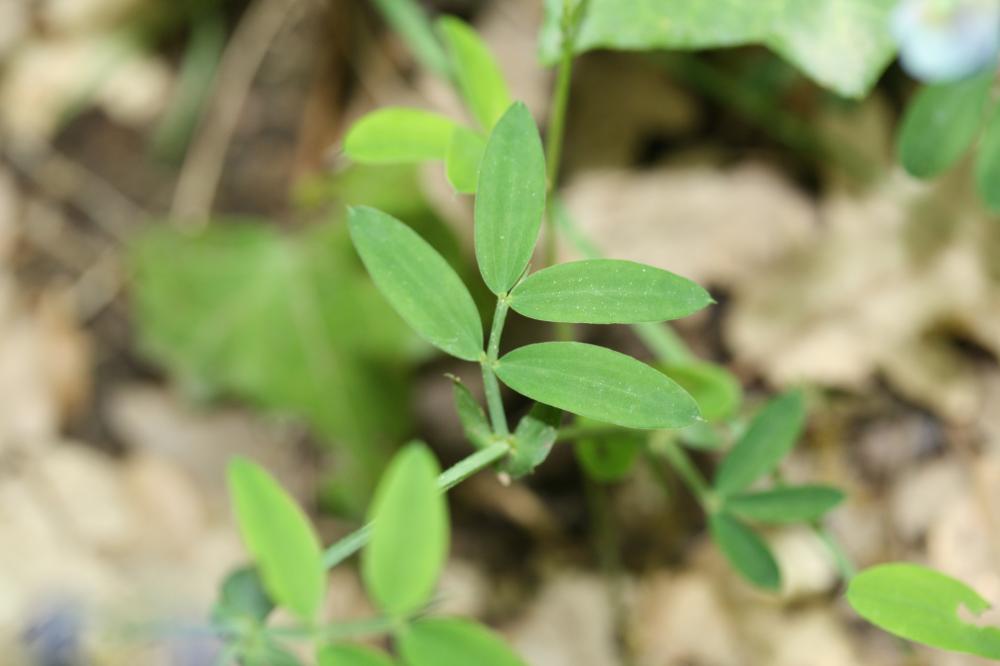 Gesse des montagnes, Gesse à feuilles de Lin Lathyrus linifolius (Reichard) Bässler, 1971