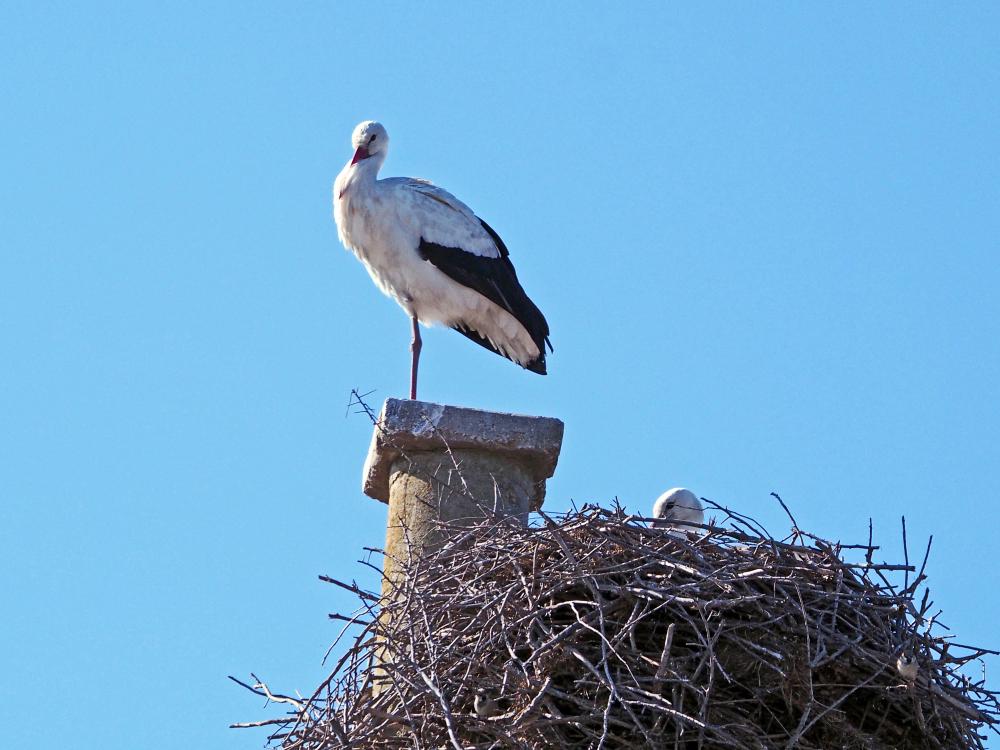 Cigogne blanche Ciconia ciconia (Linnaeus, 1758)