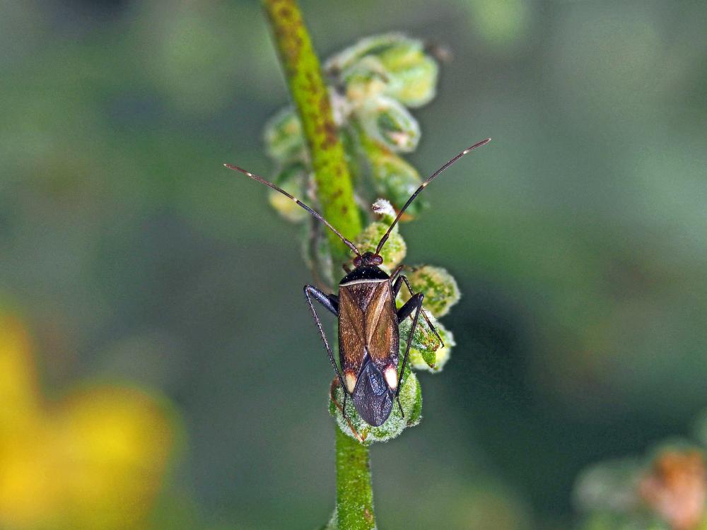  Adelphocoris Reuter, 1896
