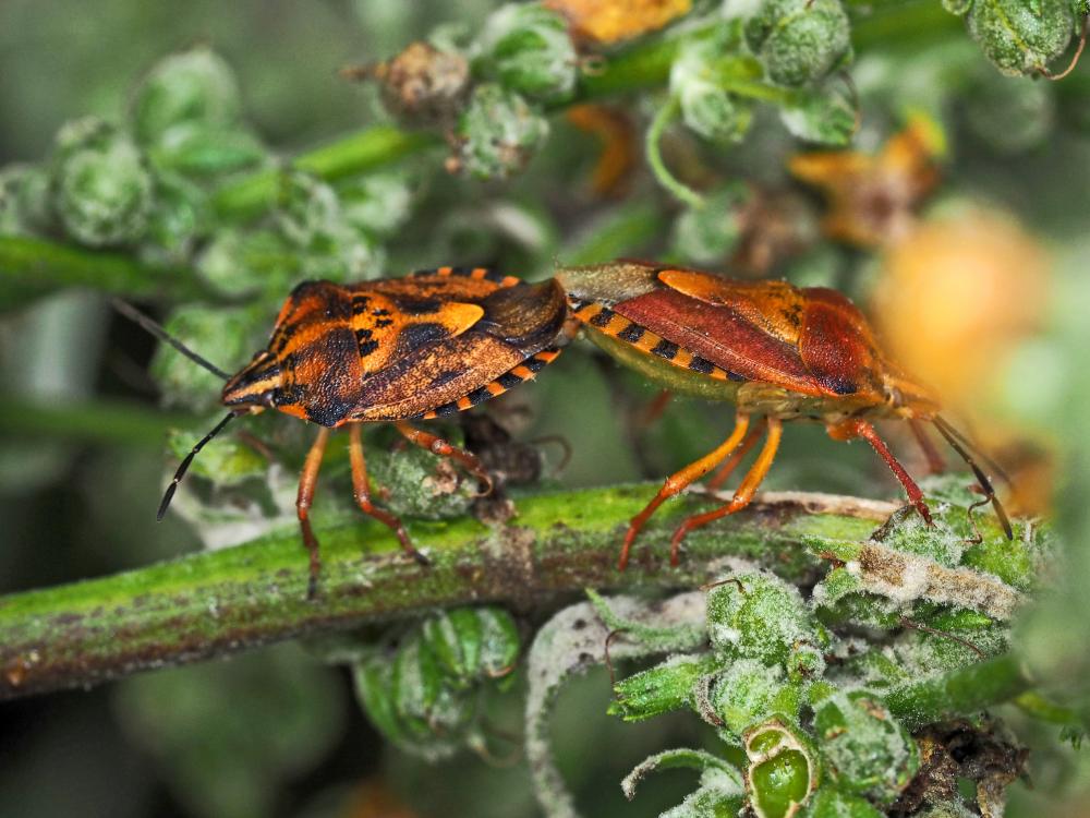 Carpocoris pudicus (Poda, 1761)