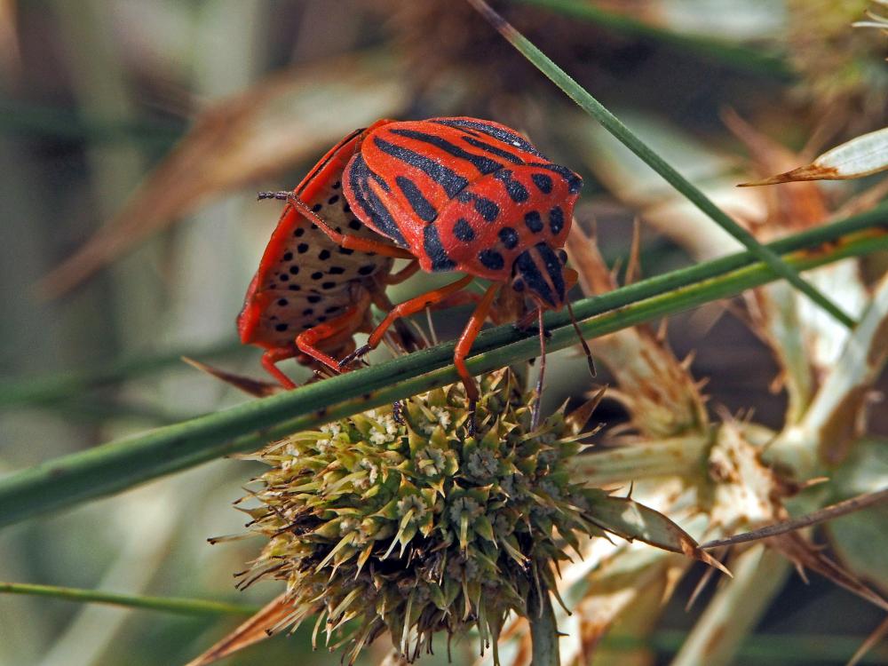 Graphosoma semipunctatum (Fabricius, 1775)