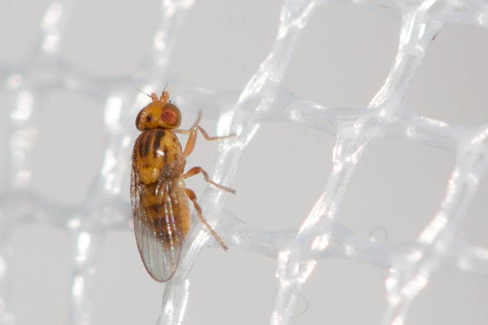 Aphaniosoma