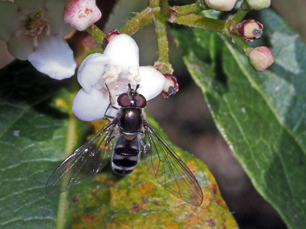 Meliscaeva auricollis (Meigen, 1822)