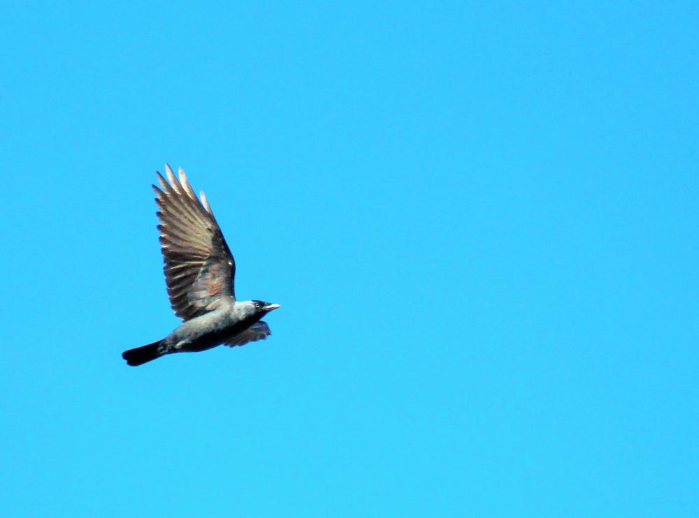 Choucas des tours Corvus monedula Linnaeus, 1758