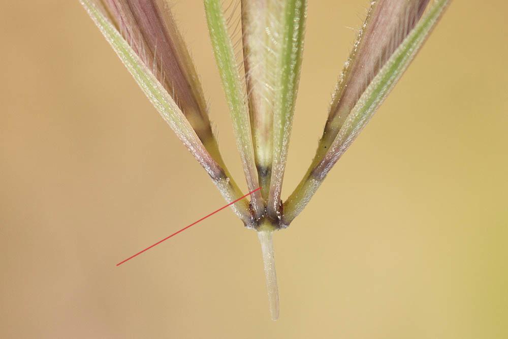 Orge des lièvres Hordeum murinum subsp. leporinum (Link) Arcang., 1882